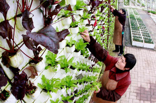 VC plants seeds in agriculture industry