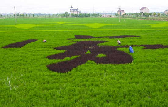 Jiaxing successfully plants colored rice