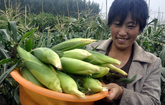 Pest 'affect little' on corn production