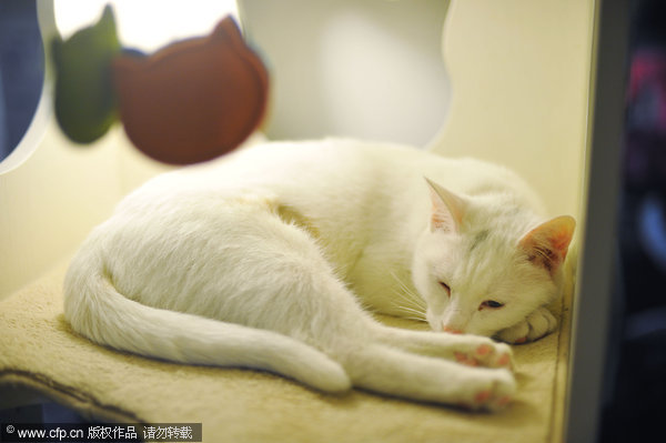 Coffee shop for stray cats