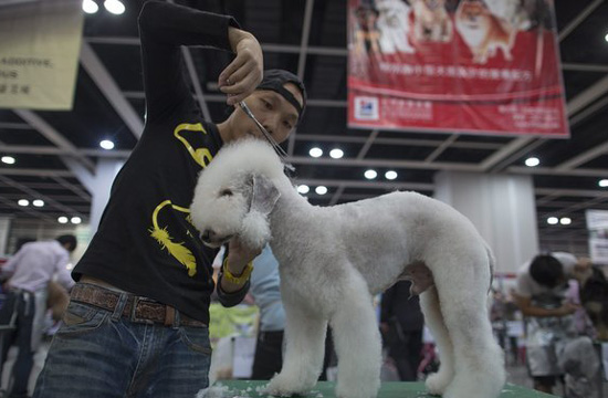 Hong Kong Pet Show attracts pet lovers