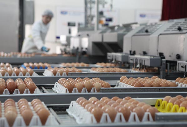Dalian hatches plan for egg futures