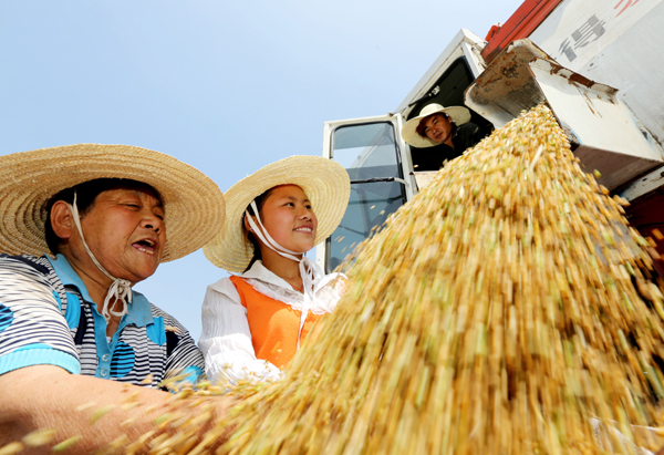 China likely to reap bumper harvest of summer grains