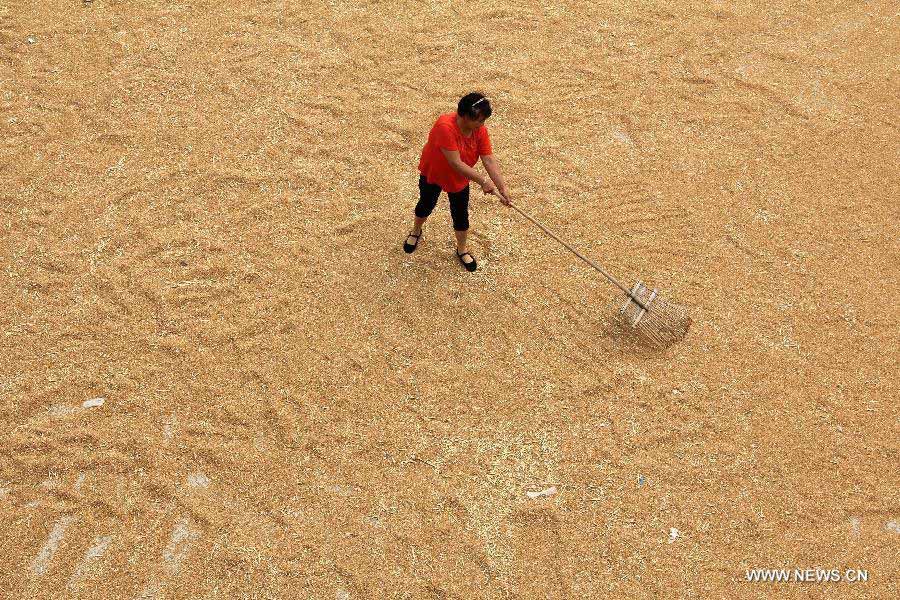 Wheat harvest season in China