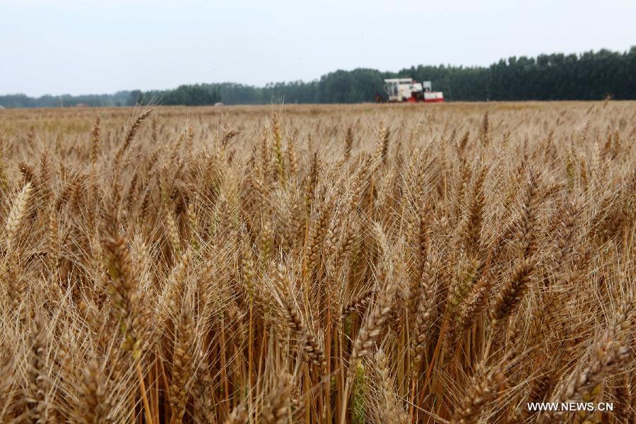 Wheat harvest season in China