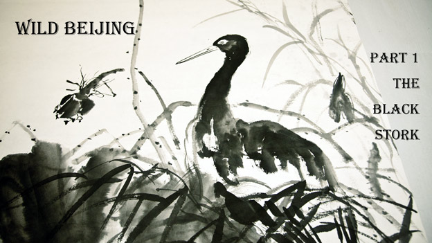 Wild Beijing – part 1: The Black Stork
