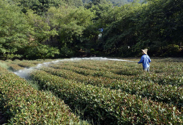 Tea farms wither amid heatwaves in E China
