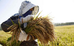 China accounts for 41.75% of Vietnam's rice export