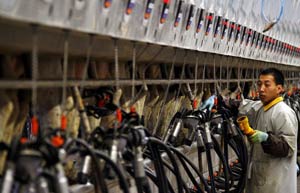 Formula approval bolsters China prospects for New Zealand's Synlait Milk