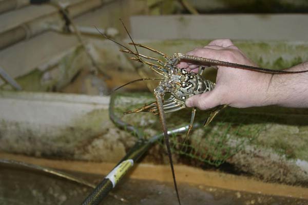 Florida holds key to nation's craving for lobster