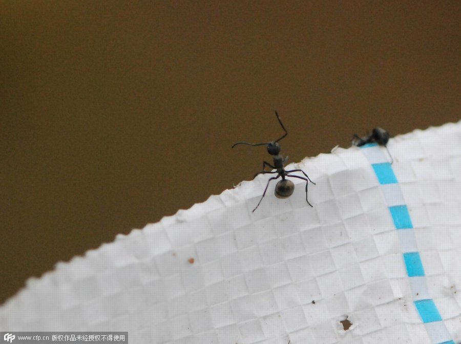 Man earns money by catching ants in Jiangxi