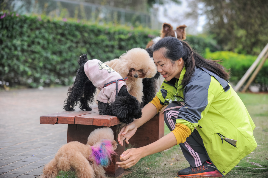 Paid dog walkers are a dog's best friend