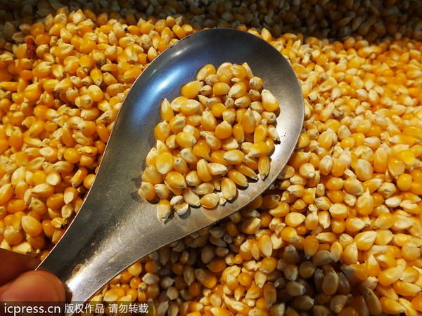 China rejects US GM corn shipment