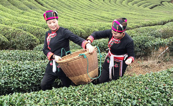 She ethnic group: Living, singing and working in tea plantations