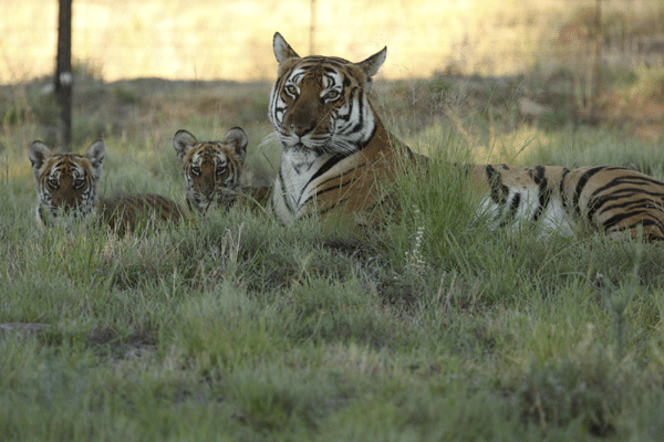 Save China's tigers