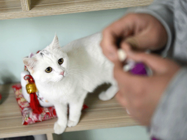 Cat cafe hopes to protect stray animals