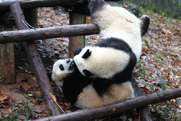 Kung Fu Panda in Hangzhou