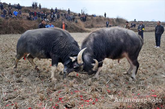 Bull fighting for Spring Festival