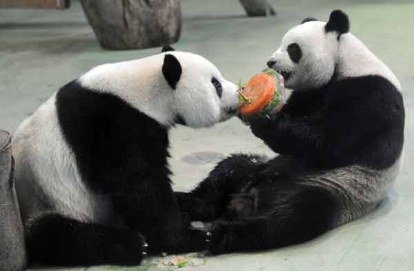 Artificial insemination planned for giant panda