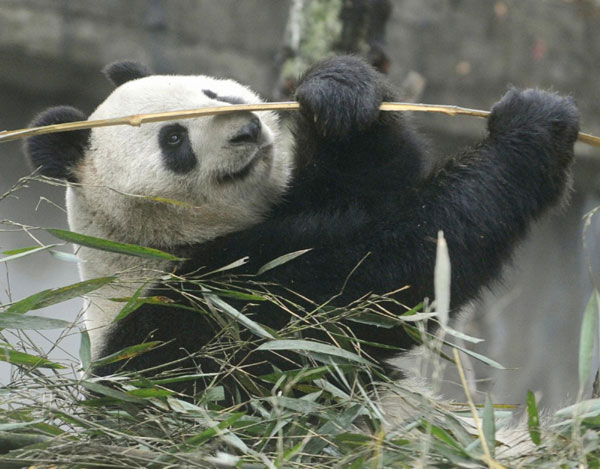 Japan awaits pandas arriving from China