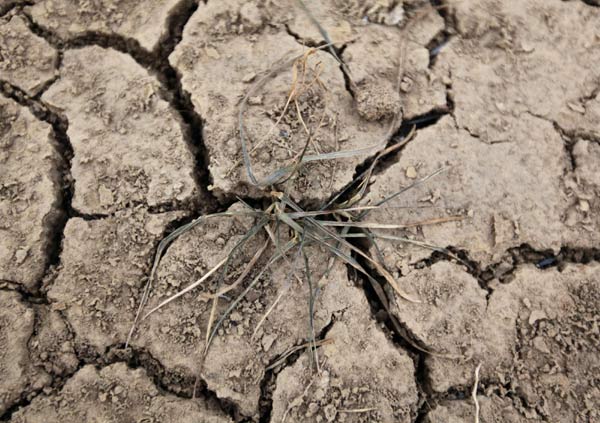 Bank offers 10 b yuan loans to drought-hit regions