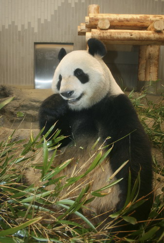 Japan hopes Kaka and Mama could be ex-panda-ble