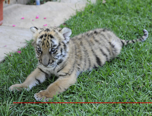 South China tiger cub awaits new name