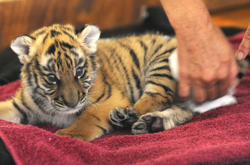 South China tiger cub awaits new name
