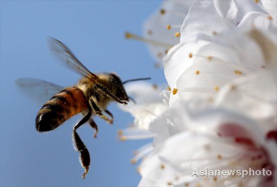 Collecting honey in spring