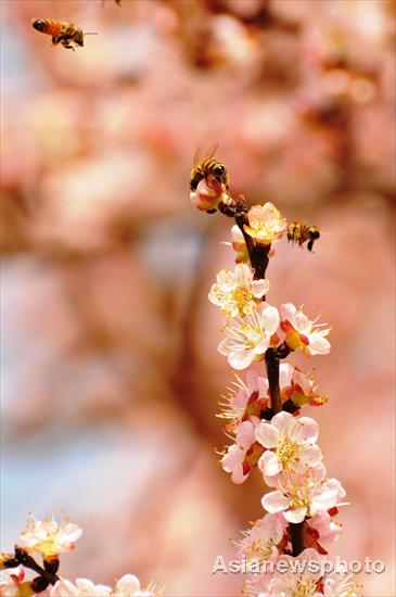 Apricot trees in blossom in spring