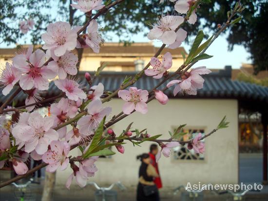 Peach flowers blossom in spring