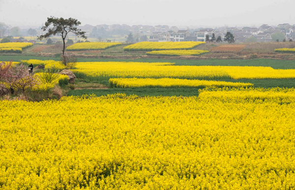 Spring arrives in China's first 'slow city'