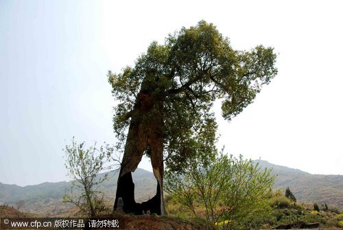 Tree survives lighting and fire