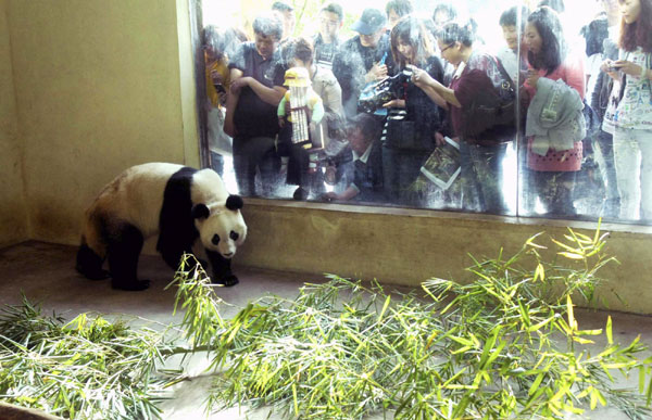 New home for panda Yingmei