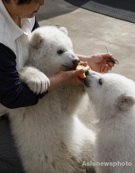 Polar bear twins meet the public