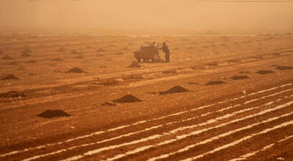 Sandstorms hit NW China, damage crops