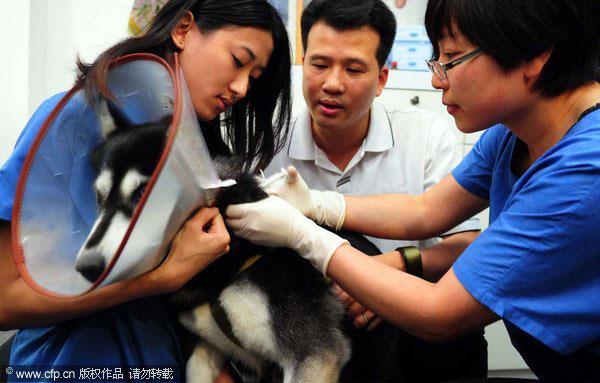 Microchips give dogs new ID in S China
