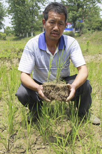Drought affects rice output in E China