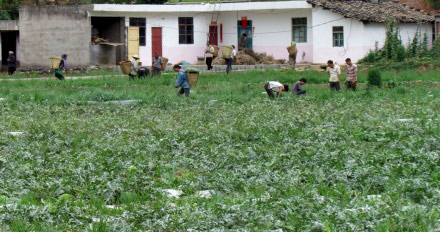 Micro blog rescues desperate melon farmer