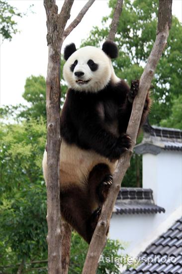 Pandas safe after days of torrential rain