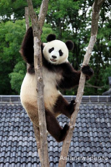 Pandas safe after days of torrential rain