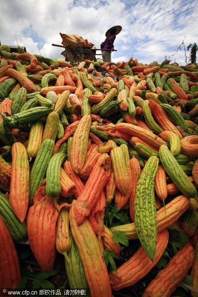 Bitter vegetable harvest due to sales slump