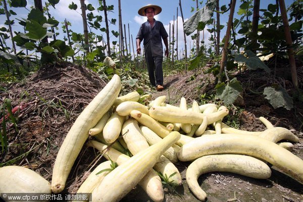 Bitter vegetable harvest due to sales slump