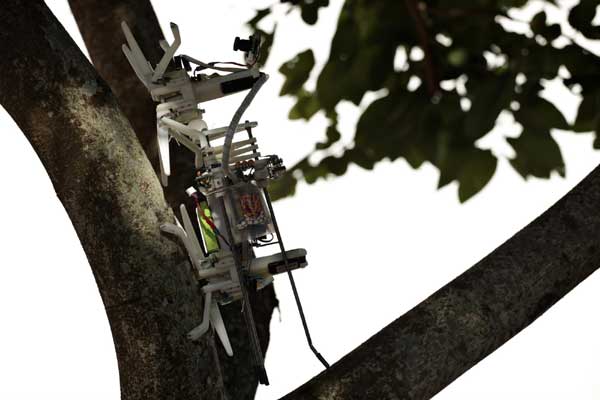 Robot capable of tree climbing