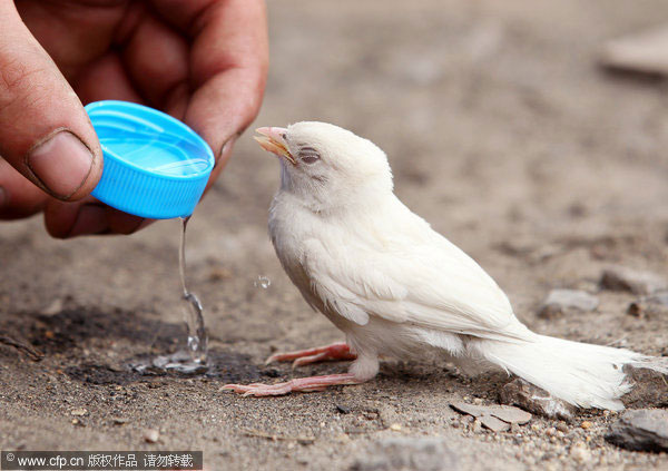 Separated from flock, white sparrow gets help