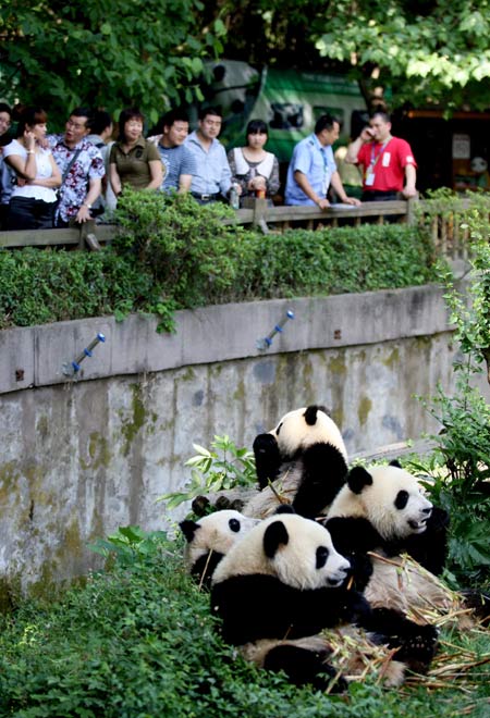 Survey of wild pandas to lead to national census