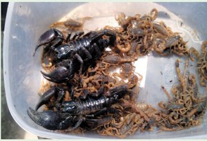Scorpions crawl in as residents sleep