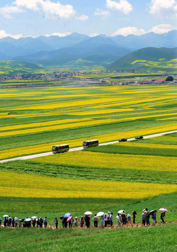 Cole flowers attract tourists to NW China