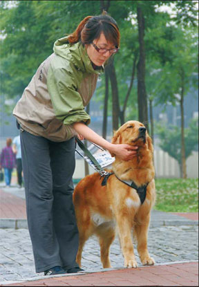 Guide dogs encounter blind spot