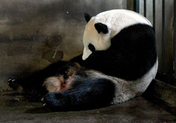 Twin pandas born in SW China